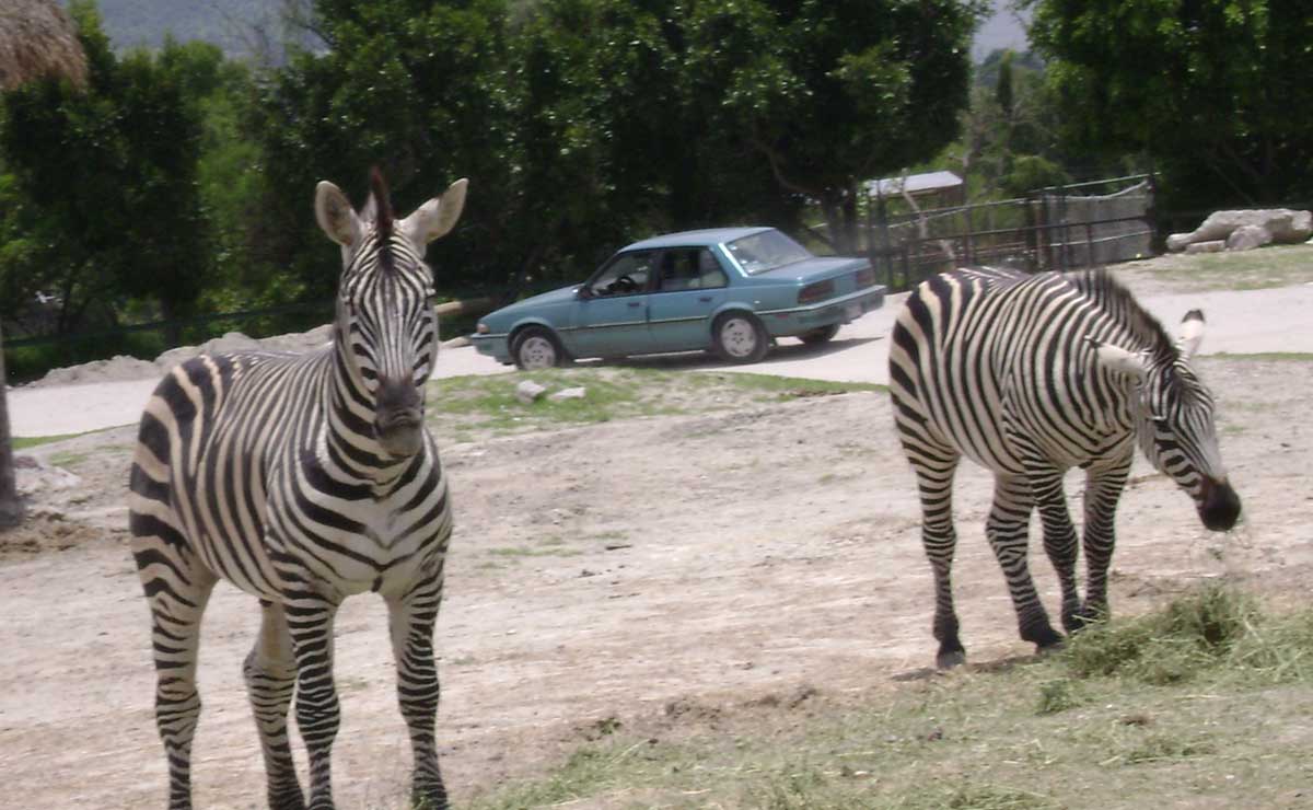 Africam, Parque Loro y Animalia forman parte de la oferta turística de Puebla | Foto: Wikipedia