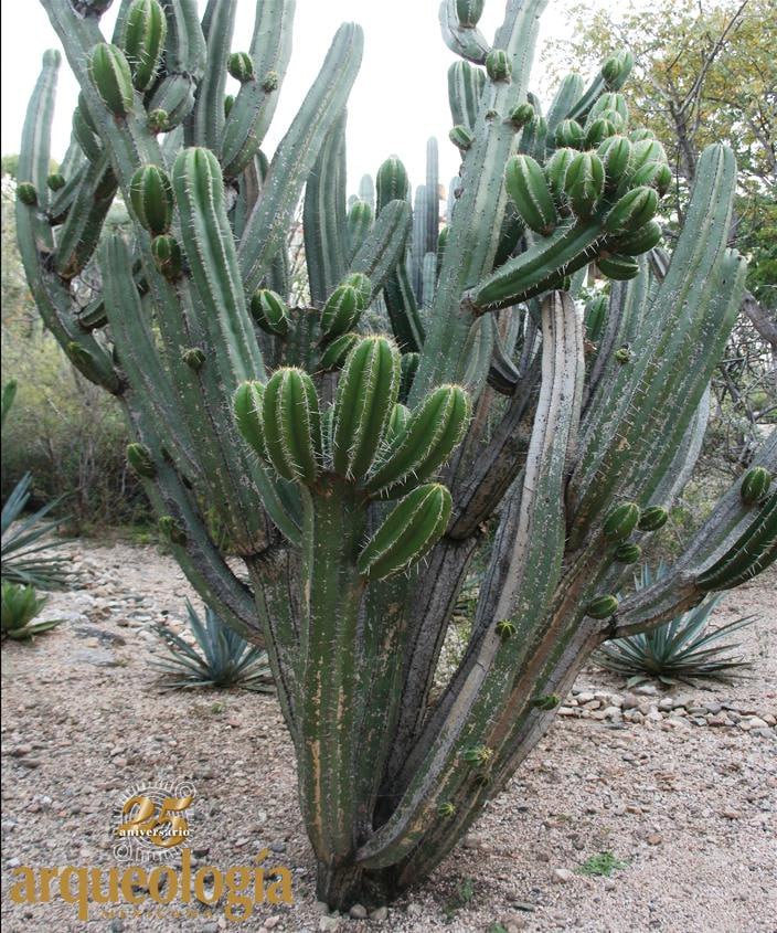 Jiotilla | Foto: Facebook Arqueología Mexicana