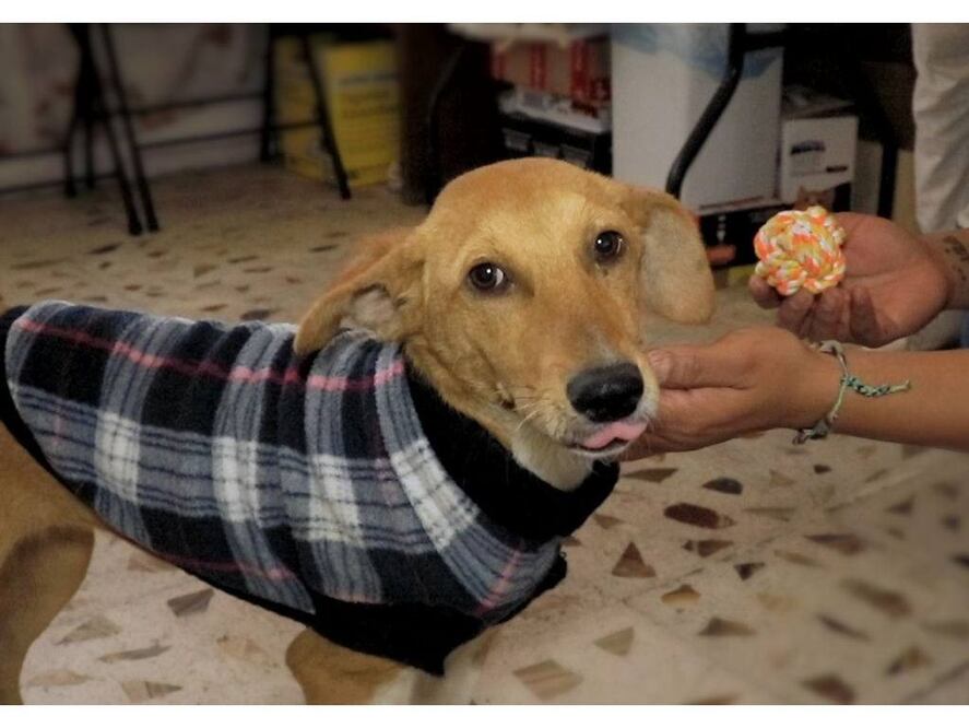 FOTO: El Universal Puebla