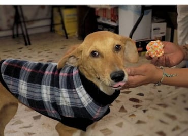 Conoce a Socavona y sus amigos, rescatados por la Clínica del Perro Callejero