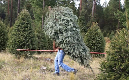 Productores de árboles de Navidad esperan recuperar ventas este 2022