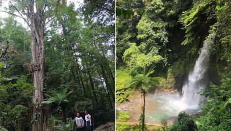 El árbol más alto del país está en el Pueblo Mágico de Teziutlán