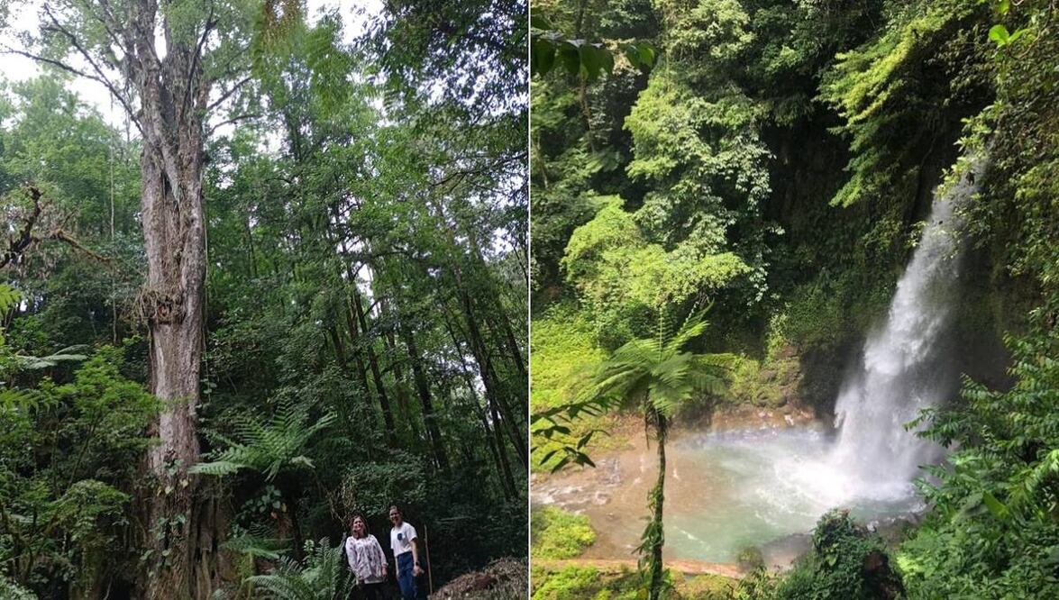 En el Pueblo Mágico de Teziutlán se encuentra un olmo de 236 años | Foto: En Línea Puebla