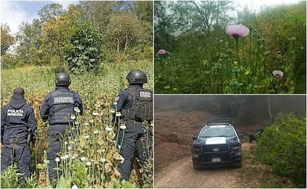 En Zoquitlán, Policía Estatal y Municipal aseguran sembradío de amapola