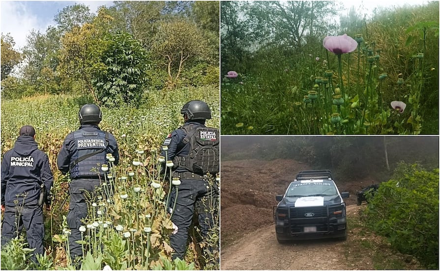 En Zoquitlán, Policía Estatal y Municipal aseguran sembradío de amapola
