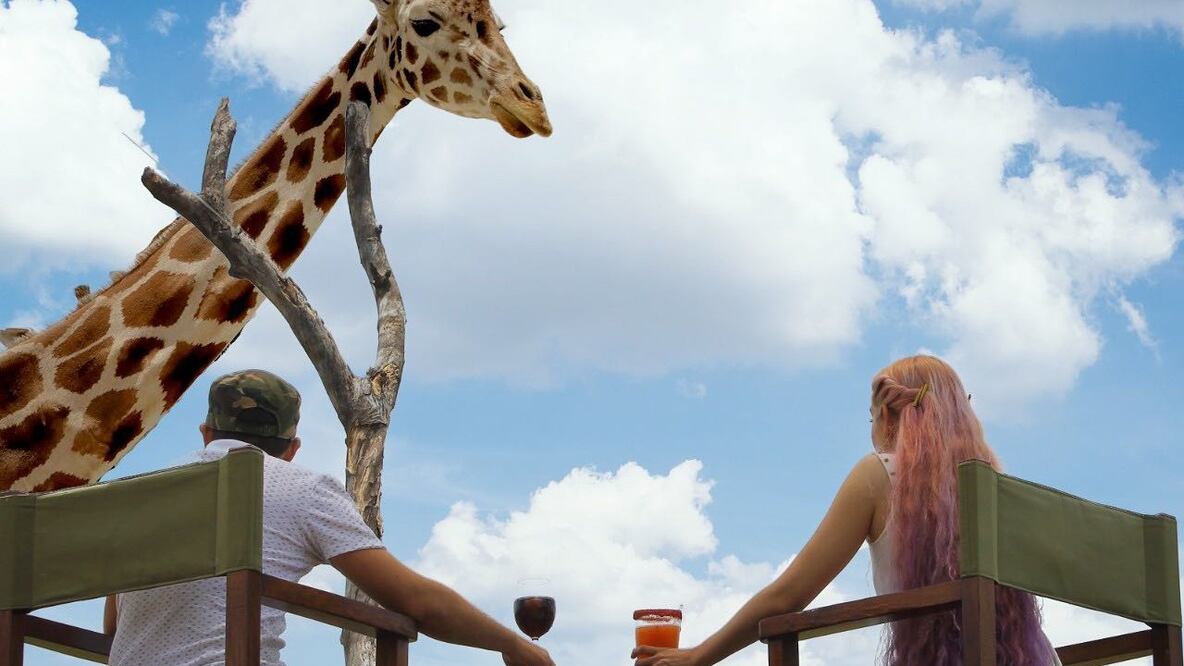 Wild Drinks te permite tomar bebidas en compañía de jirafas. Foto: Africam Safari / Instagram