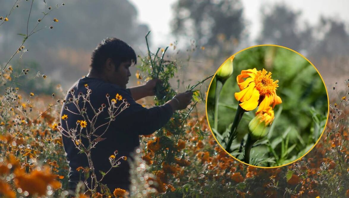 Esta temporada, los cultivos de flor de cempasúchil fueron afectados por el clima | Foto: Especial