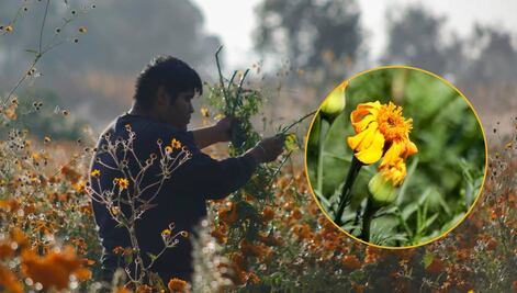 Gobierno de Puebla apoyará a productores de cempasúchil afectados por lluvias