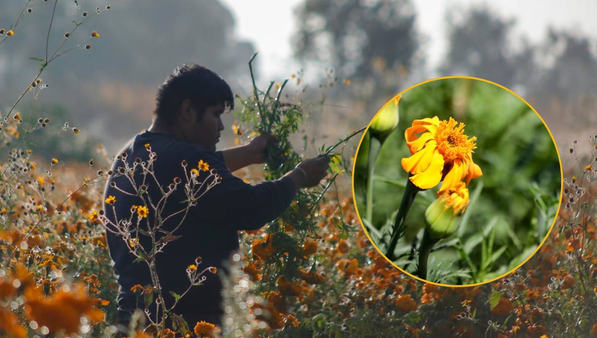 Esta temporada, los cultivos de flor de cempasúchil fueron afectados por el clima | Foto: Especial