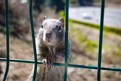Gobierno de Puebla analizará con ambientalistas plaga de ardillas en Cholula