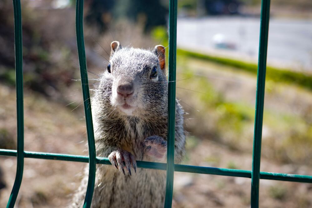 Las autoridades analizan qué hacer con la plaga de ardillas en Cholula | Foto: Agencia Es Imagen para El Universal Puebla