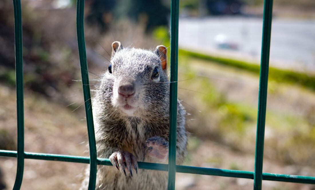 Las autoridades analizan qué hacer con la plaga de ardillas en Cholula | Foto: Agencia Es Imagen para El Universal Puebla