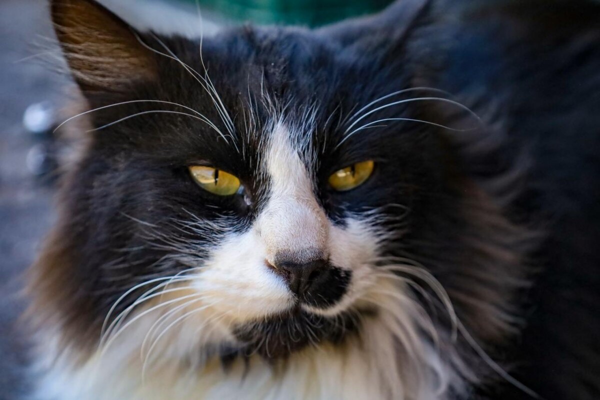 Tener un gato en casa aporta muchos beneficios | ES IMAGEN