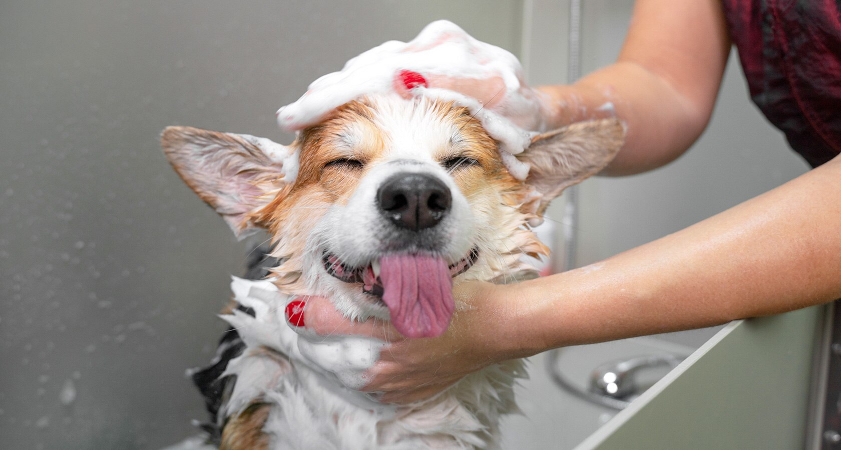 Es recomendable bañar a tu mascota entre las 9 y las 12 del día, cuando el clima suele ser más templado y hay menos corrientes de aire.

Foto: Producción El Universal Puebla
