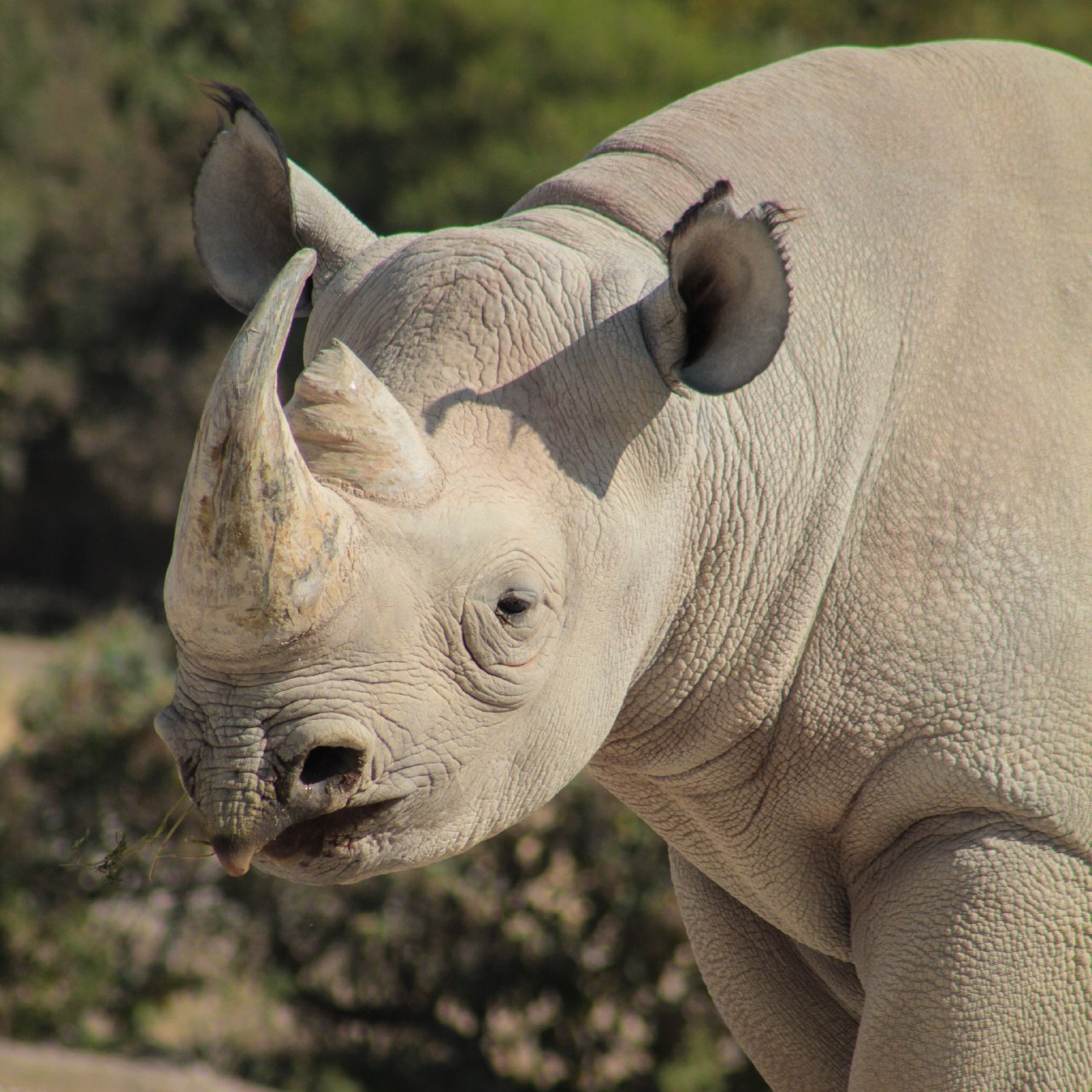 Foto: Africam Safari