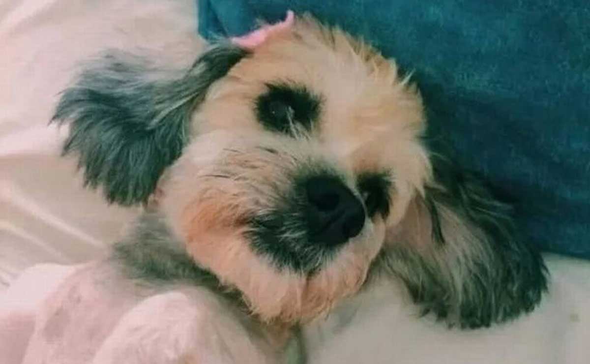 Justicia para Cussi: vinculan a proceso a mujer que envenenó a esta perrita