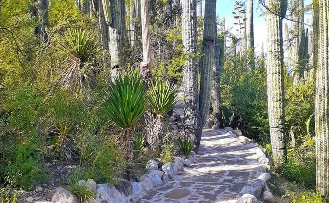 El Jardín Botánico Helia Bravo Hollis alberga a más de 300 especies vegetales | Foto: Facebook Jardín Botánico "Helia Bravo Hollis"
