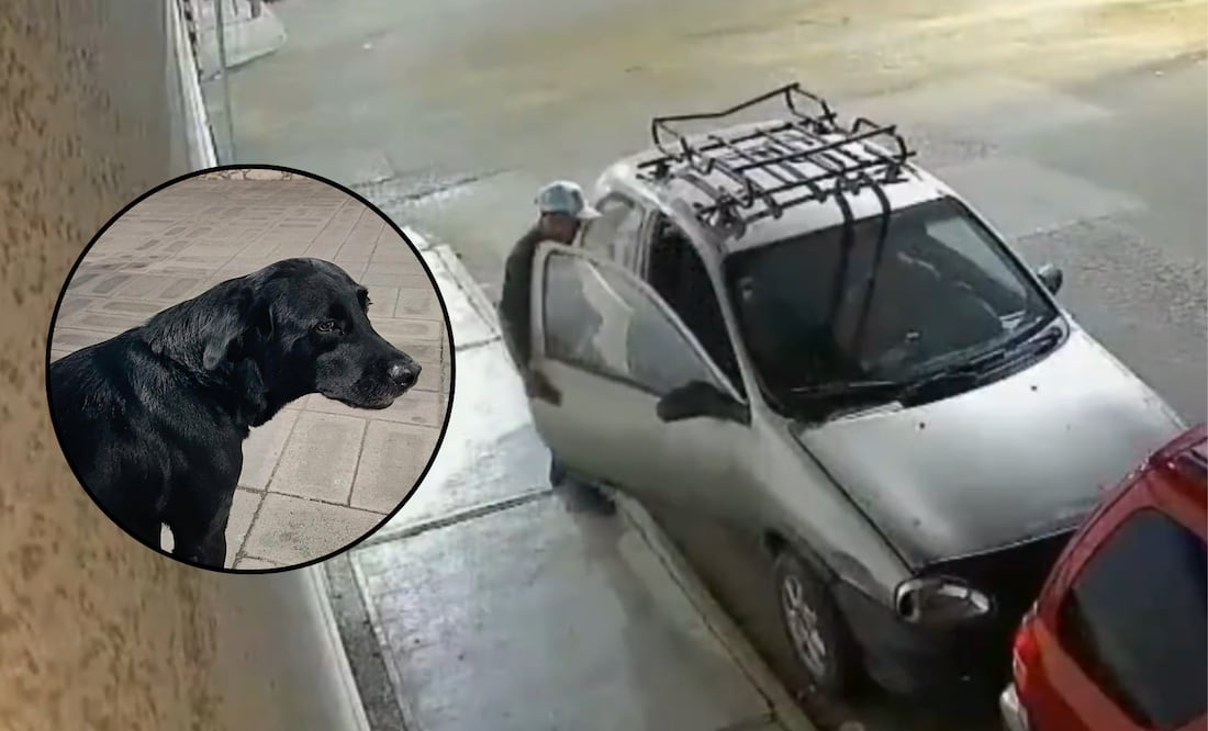 Un perro labrador fue robado junto con un auto en Tehuacán | Foto: Redes Sociales