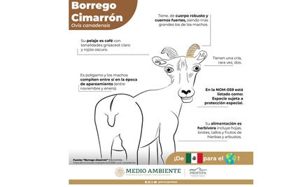 “Parece el chupacabras”; usuarios critican dibujo de Profepa del borrego cimarrón