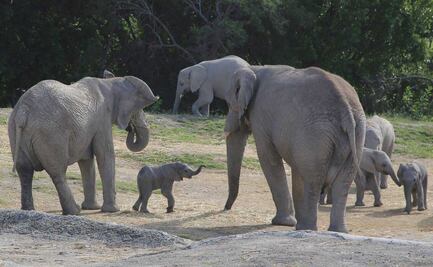 Recomendaciones para visitar Africam Safari con niños