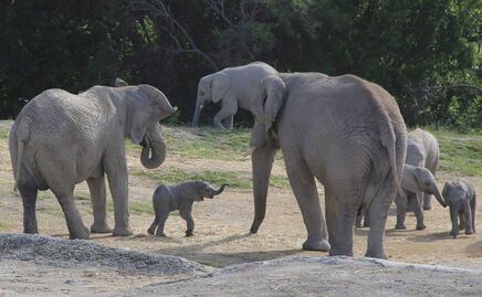Recomendaciones para visitar Africam Safari con niños