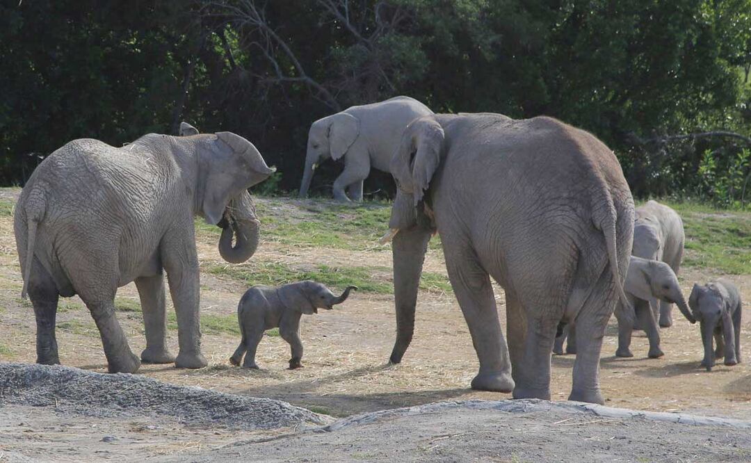 Africam Safari es un parque de conservación de vida animal ubicado a 40 minutos de la ciudad de Puebla | Foto: Agencia Es Imagen