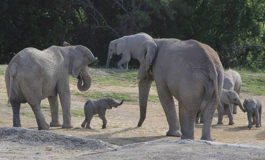 Africam Safari es un parque de conservación de vida animal ubicado a 40 minutos de la ciudad de Puebla | Foto: Agencia Es Imagen