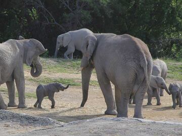Recomendaciones para visitar Africam Safari con niños