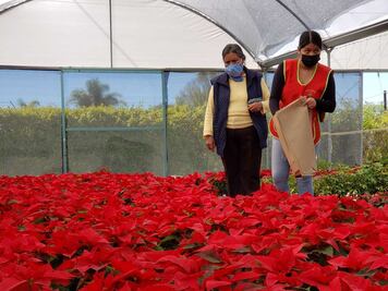 Atlixco, en el Top 5 a nivel nacional en producción de Nochebuena