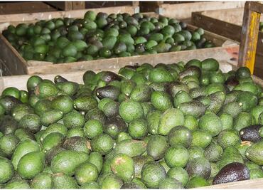 Suspensión de protocolo sanitario para aguacate michoacano es temporal: EU