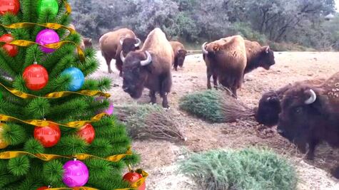 Africam Safari. Árboles de Navidad reciclados, un juguete para animales | VIDEO