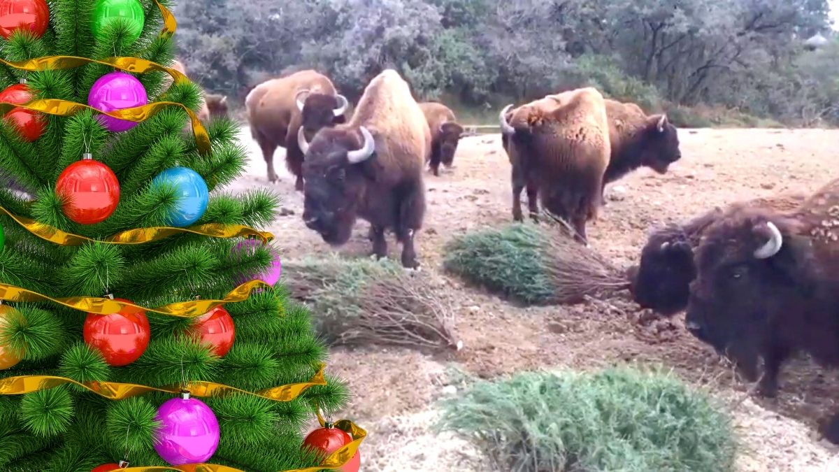 Africam Safari. Árboles de Navidad reciclados, un juguete para animales | VIDEO