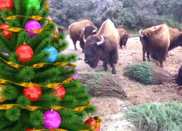 Africam Safari. Árboles de Navidad reciclados, un juguete para animales | VIDEO