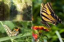 Este lugar de Puebla es ideal para ver mariposas en libertad