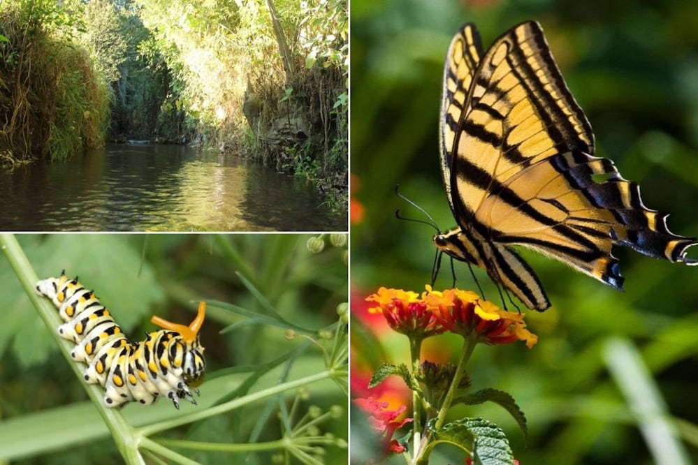 Las mariposas forman parte de las especies que pueden observarse durante los recorridos por este bosque | Foto: FB Teaaciztli