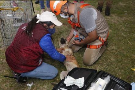 Los mejores momentos del rescate de Spay y Spike