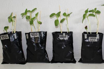 Científicos de la BUAP desarrollan proyecto para evitar contaminación de mantos acuíferos