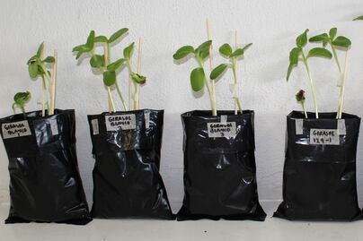 Científicos de la BUAP desarrollan proyecto para evitar contaminación de mantos acuíferos