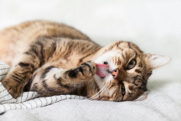 La relación entre humanos y gatos es duradera y resistente al paso del tiempo. Fuente: Freepik.