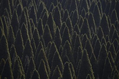Dónde conseguir un buen árbol de Navidad en Puebla