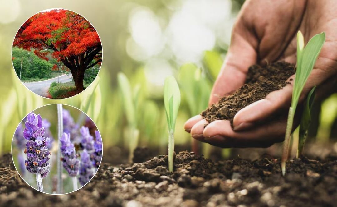 La selección de especies es fundamental para los proyectos de reforestación en Puebla | Foto: Freepik / México Desconocido / Wikipedia