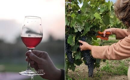 Así es la temporada de uvas en Puebla: recorridos por viñedos y catas de vino