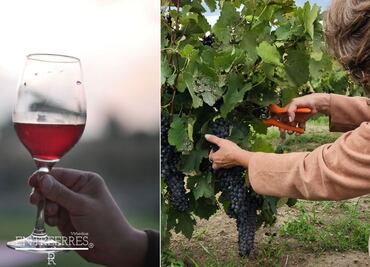 Así es la temporada de uvas en Puebla: recorridos por viñedos y catas de vino