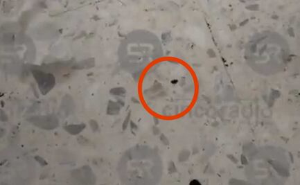 Detectan chinches en la Escuela de Enfermería Angelópolis