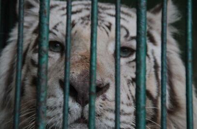 Detrás del tráfico de especies hay políticos poblanos