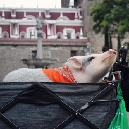 Lupito El Cerdito, un activista radical