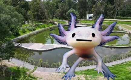 Visita a los ajolotes bebés en este santuario de Puebla