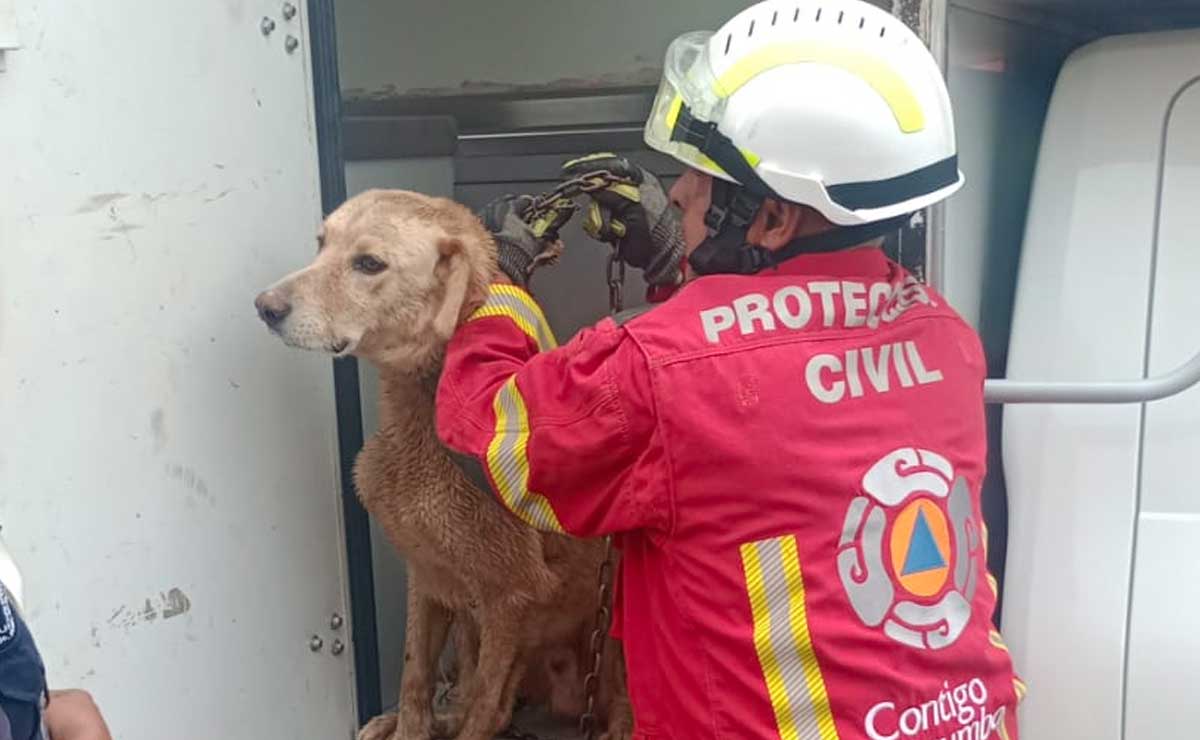 El perrito estaba amarrado del cuello al borde de la muerte en la colonia Aldama de la ciudad de Puebla | Foto: PC Puebla Capital