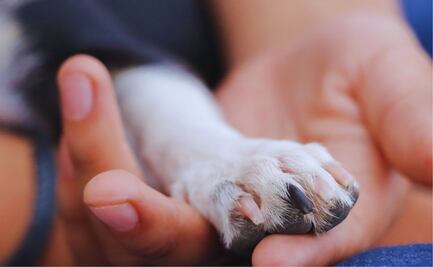 DÍA MUNDIAL DEL PERRO