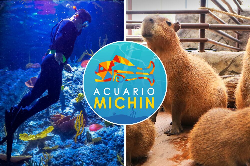 Vive una experiencia única en Acuario Michin Puebla por 99 pesos | Foto: Acuario Michin Puebla